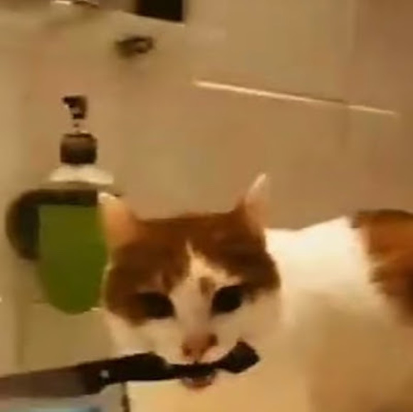 Meet your Posher, Avery - Picture 1 of 1